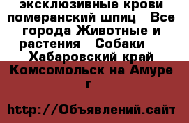 эксклюзивные крови-померанский шпиц - Все города Животные и растения » Собаки   . Хабаровский край,Комсомольск-на-Амуре г.